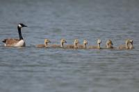 Branta canadensis