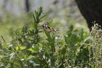 Carduelis carduelis