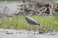 Ardea cinerea