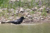 Corvus corone