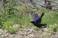 Corvus corone