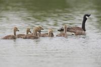Branta canadensis