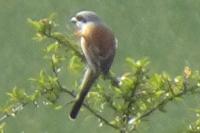 Lanius collurio