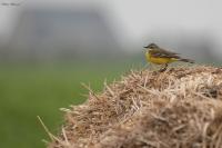 Motacilla flava