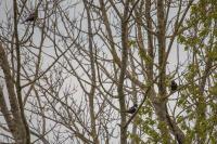 Turdus torquatus