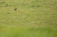 Turdus torquatus