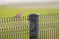 Pipit farlouse