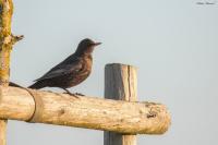 Turdus torquatus