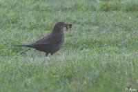 Turdus merula
