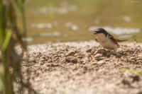 Delichon urbicum
