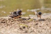 Hirondelle rustique