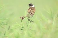 Emberiza schoeniclus