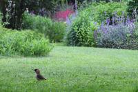 Picus viridis