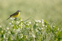 Motacilla flava