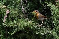 Erithacus rubecula
