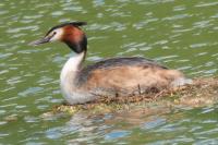 Podiceps cristatus