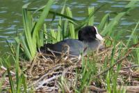 Fulica atra