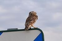 Athene noctua
