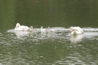 Cygnus olor