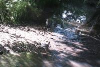 Accipiter nisus