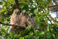 Asio otus