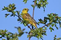 Emberiza citrinella