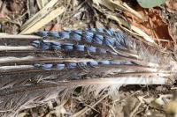Garrulus glandarius
