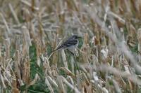 Motacilla alba