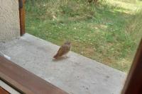 Phoenicurus phoenicurus