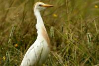 Bubulcus ibis
