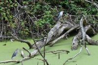 Nycticorax nycticorax