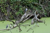 Nycticorax nycticorax