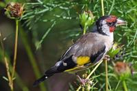 Carduelis carduelis