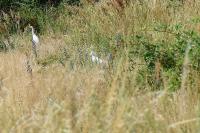Bubulcus ibis