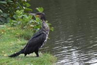 Phalacrocorax carbo