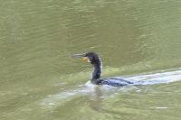 Phalacrocorax carbo