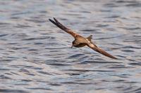 Hydrobates leucorhous