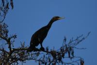 Phalacrocorax carbo