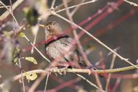 Turdus merula