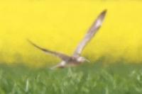 Numenius phaeopus