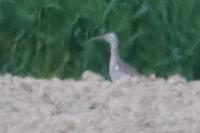 Numenius phaeopus