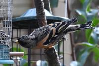 Fringilla montifringilla