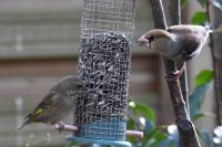 Coccothraustes coccothraustes