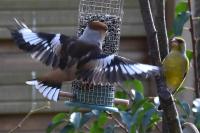 Coccothraustes coccothraustes