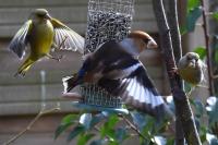 Coccothraustes coccothraustes