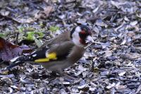 Carduelis carduelis