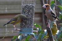 Coccothraustes coccothraustes
