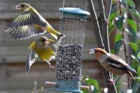 Coccothraustes coccothraustes