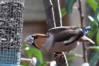Coccothraustes coccothraustes