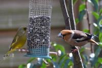 Coccothraustes coccothraustes
